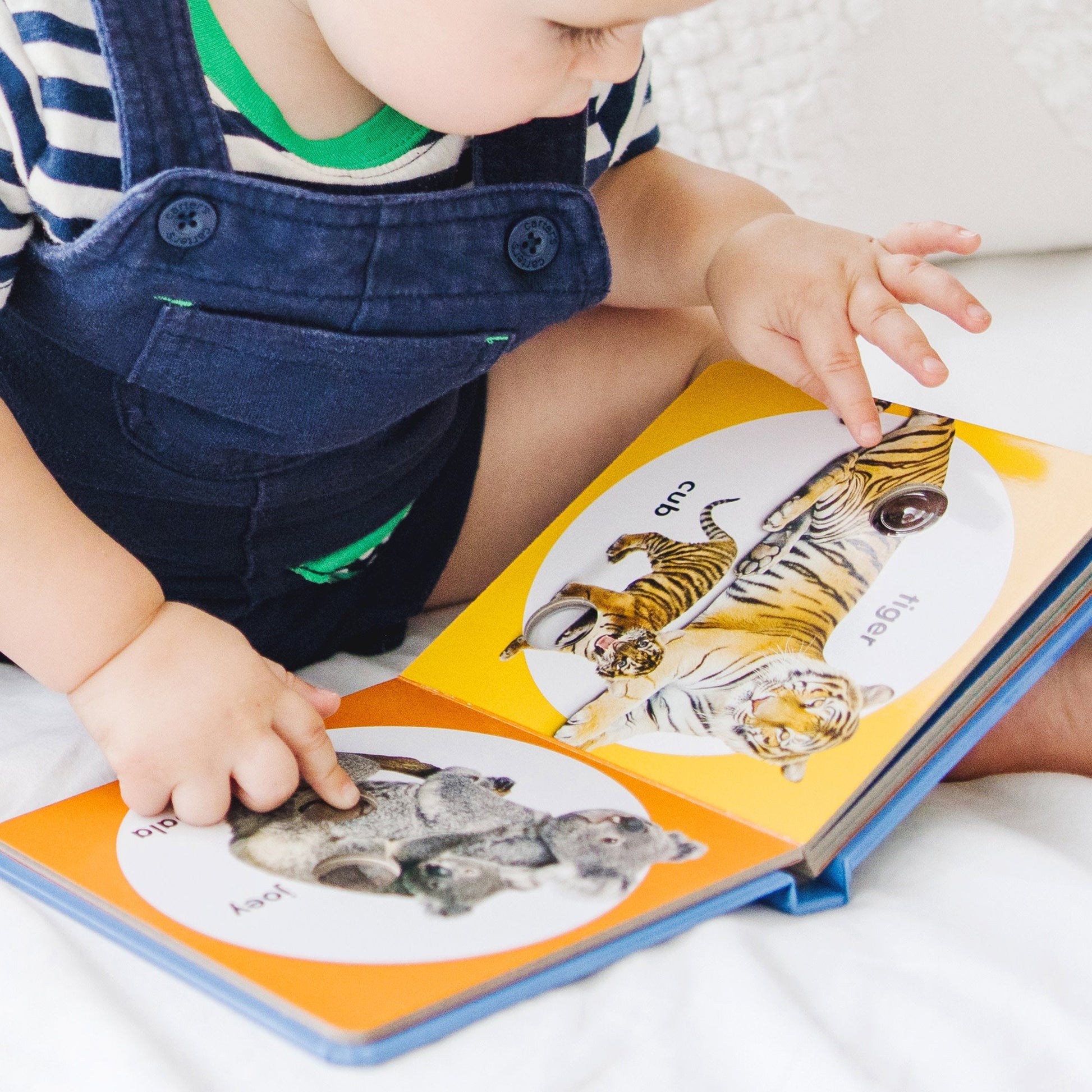 Poke-a-Dot: Wild Animal Families Board Book
